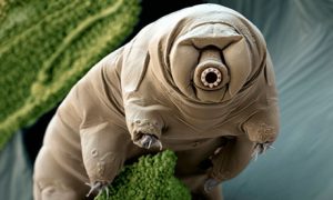 Water bears