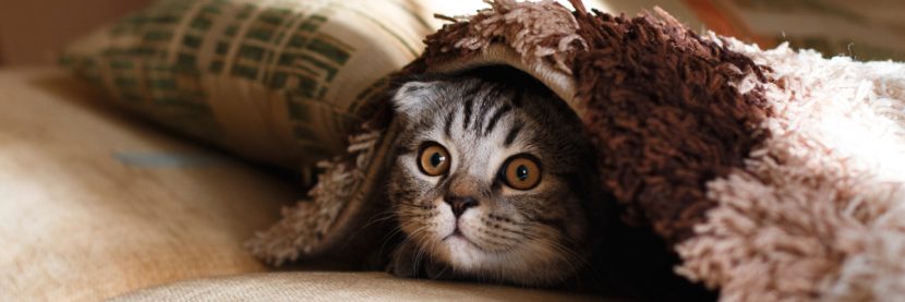 Does curiosity really kill the cat? Photo by Mikhail Vasilyev on Unsplash